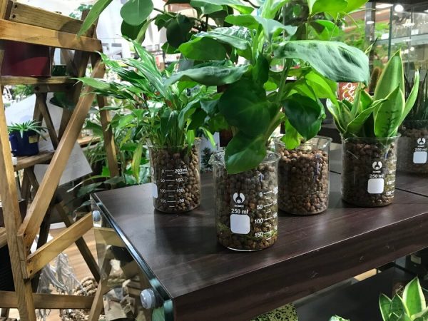 室内で緑を楽しむ！観葉植物を取り入れた暮らしの提案